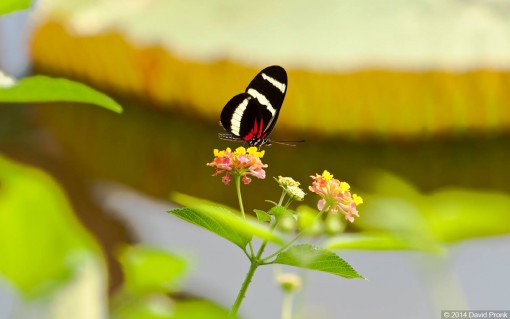 Genieten van prachtige vlinders in vlindertuin Amazonica van Diergaarde Blijdorp / Rotterdam Zoo.