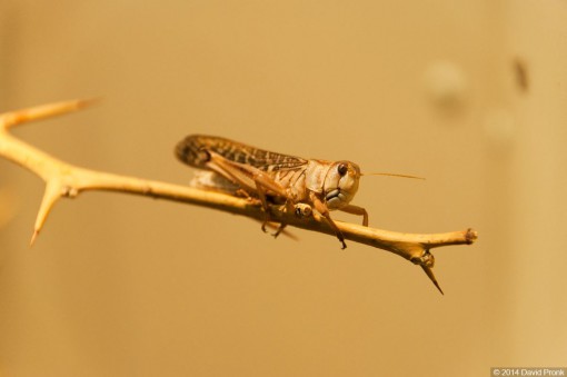 Japie Krekel, gefotografeerd in Diergaarde Blijdorp / Rotterdam Zoo vorige week zaterdag.