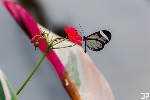 Prachtige vlinder in vlindertuin Amazonica van Diergaarde Blijdorp