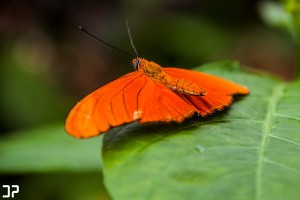 Een schitterende, oranje gekleurde vlinder in vlindertuin Amazonica van Diergaarde Blijdorp